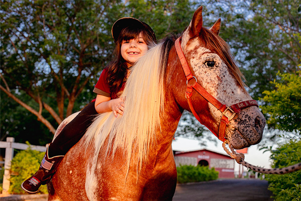 De tantos animais possíveis, porque o cavalo?